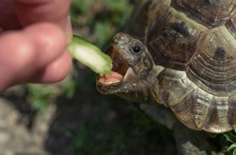 養烏龜要注意什麼|【養烏龜懶人包】：從新手到專家，1篇就搞定